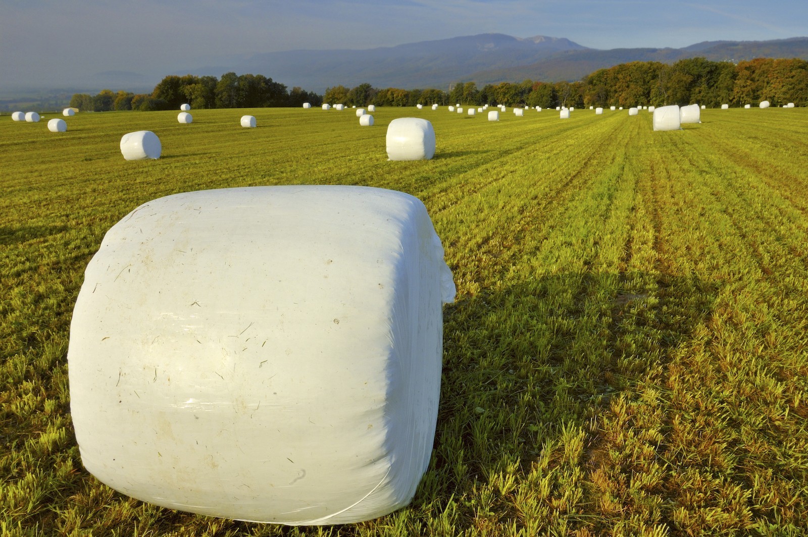 Wrapped silage bales in an agricultural setting